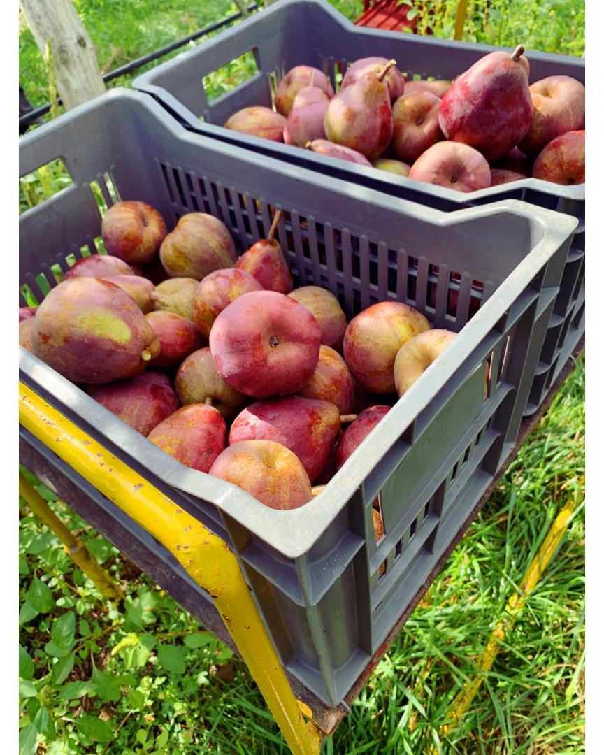 Vente de poire Saint-Sigismond-de-Clermont