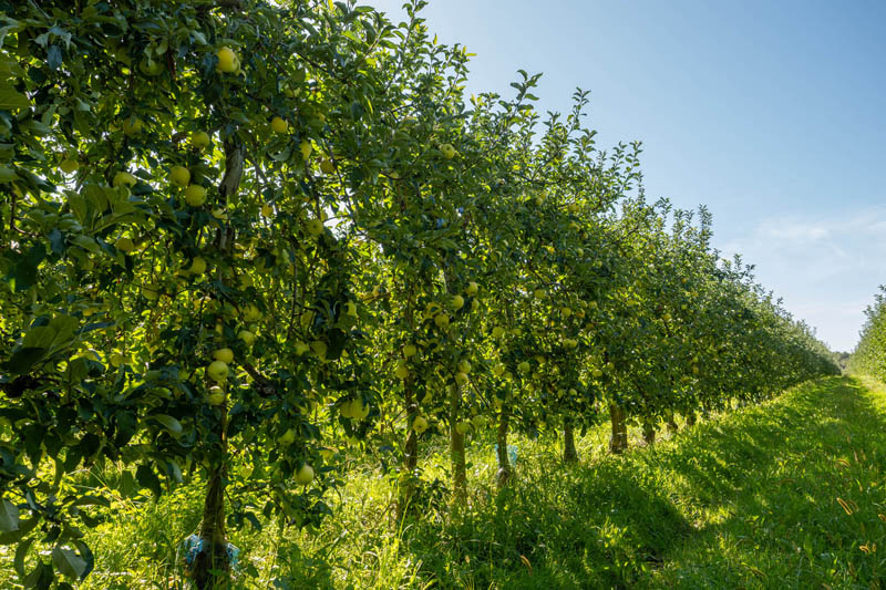 Vente de pétillant de pomme Jonzac