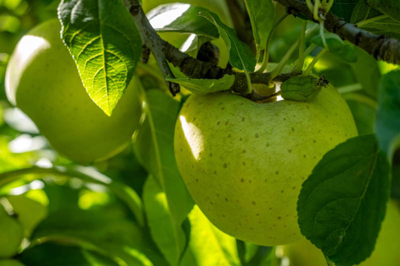 Vente de pétillant de pomme Jonzac