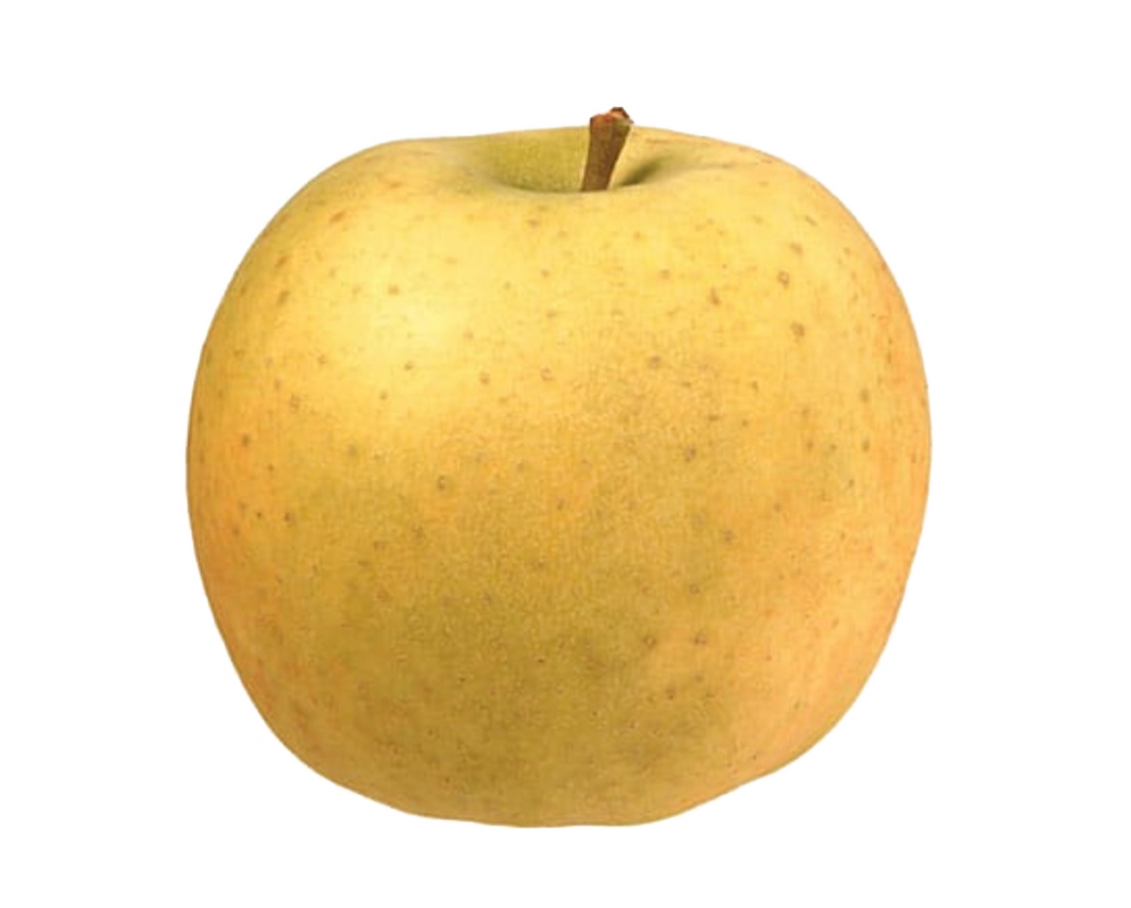 Belchard® Chantecler