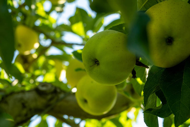 Vente de pétillant de pomme Saint-Sigismond-de-Clermont